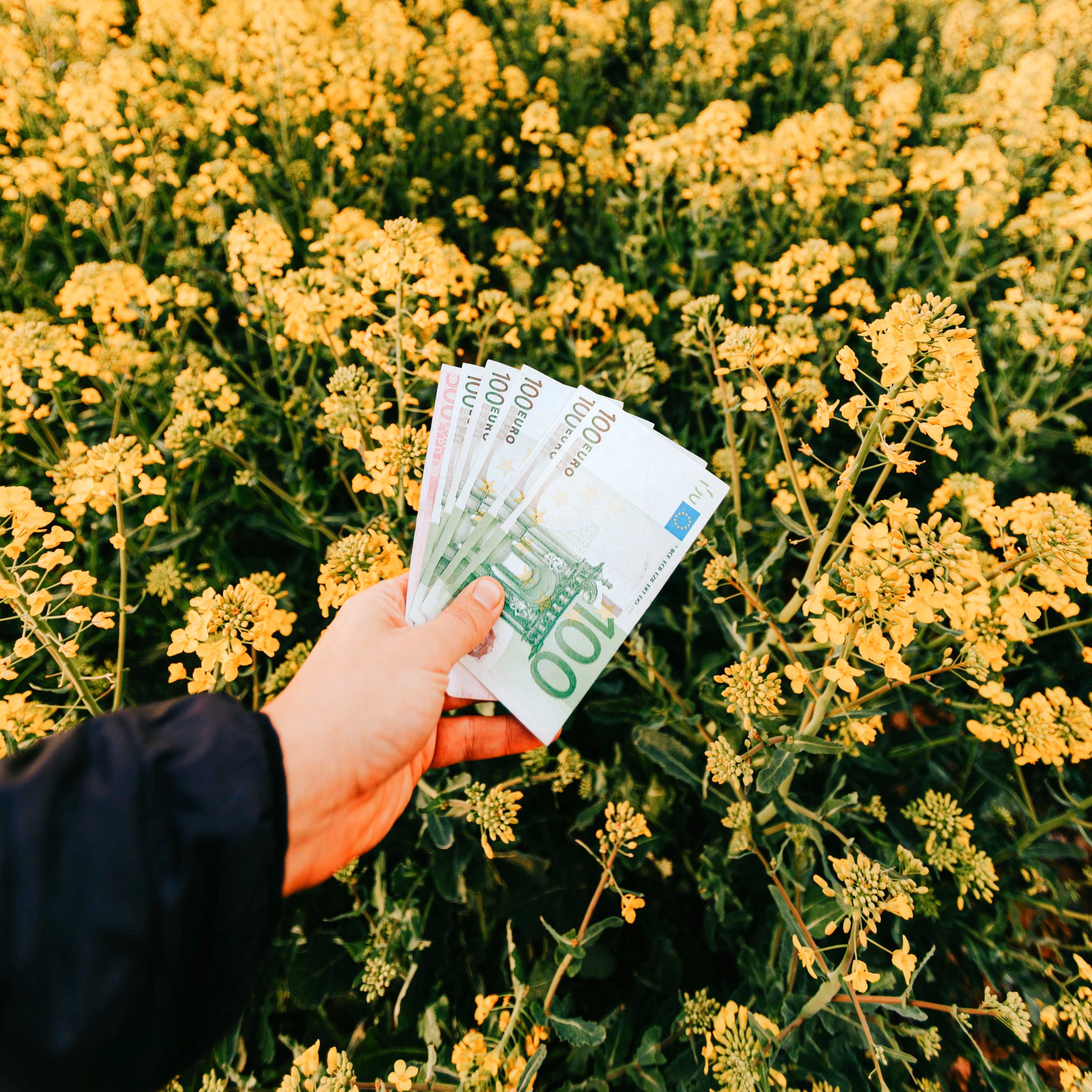 Mão segurando dinheiro com um campo de flores ao fundo