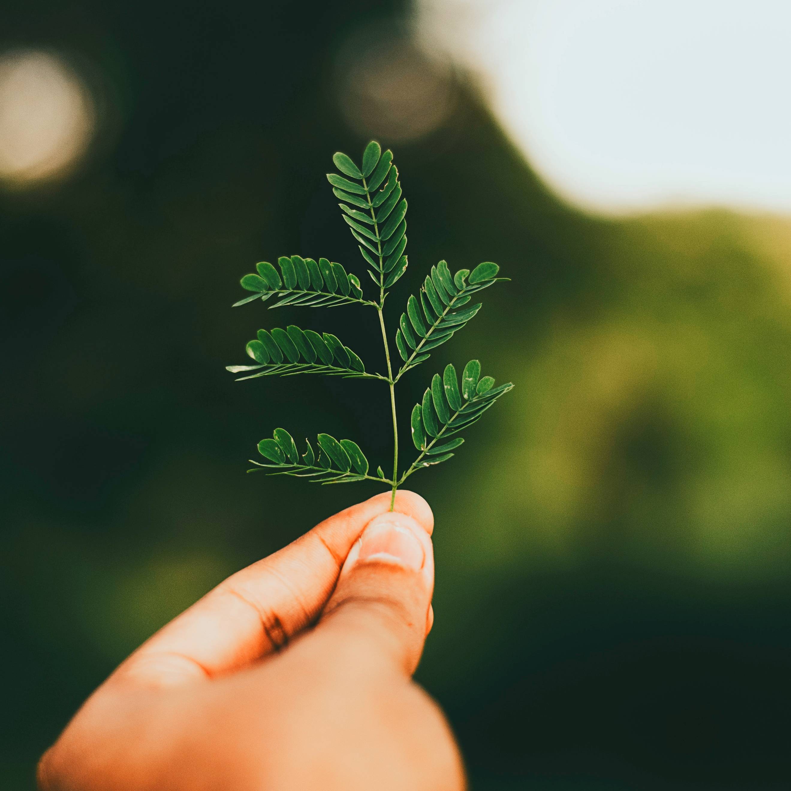 Mão segurando uma planta com o fundo verde desfocado