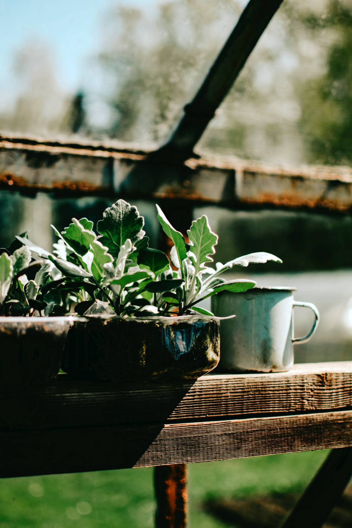 Um vaso de plantas e uma xícara branca em uma prateleira de madeira